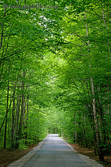 road-thru-tree-tunnel-1.jpg