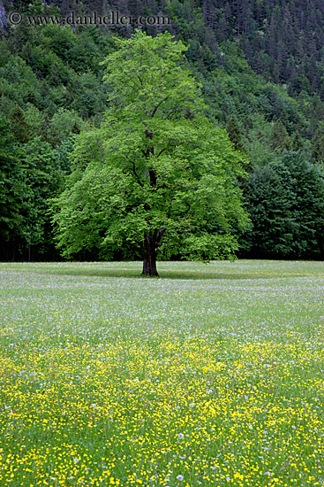 tree-n-wildflowers-1.jpg