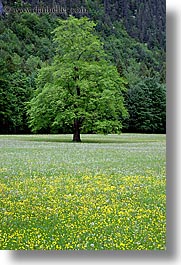 europe, logarska dolina, scenics, slovenia, trees, vertical, wildflowers, photograph