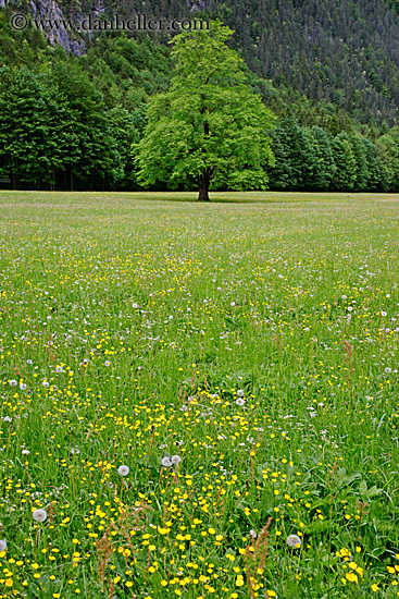 tree-n-wildflowers-2.jpg