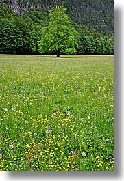 europe, logarska dolina, scenics, slovenia, trees, vertical, wildflowers, photograph