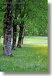 europe, logarska dolina, scenics, slovenia, trees, vertical, wildflowers, photograph