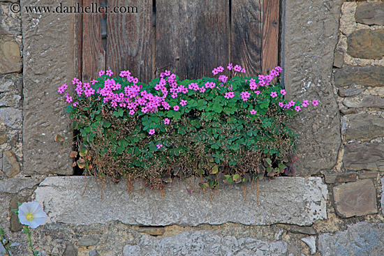 pink-flowers-in-wood-window-2.jpg