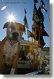 europe, pirano, pitbull, slovenia, sun, sunny, vertical, photograph