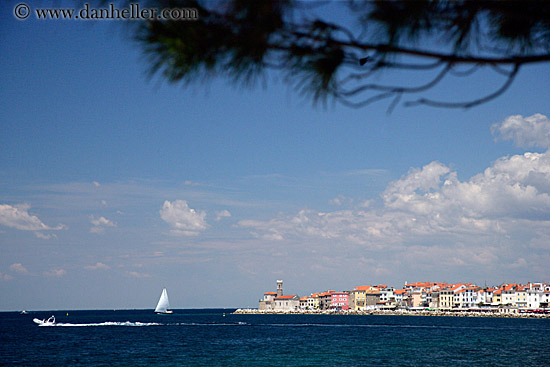 piran-coast-w-branch.jpg