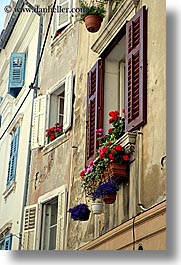 europe, flowers, pirano, slovenia, vertical, windows, photograph