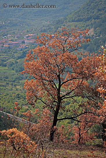 brown-leaf-tree.jpg