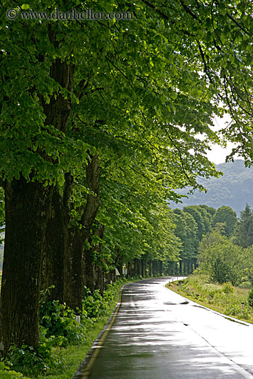 tree-lined-road.jpg
