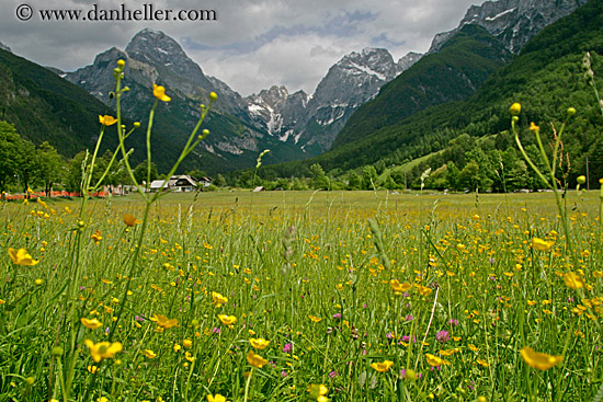 mtns-n-wildflowers-4.jpg