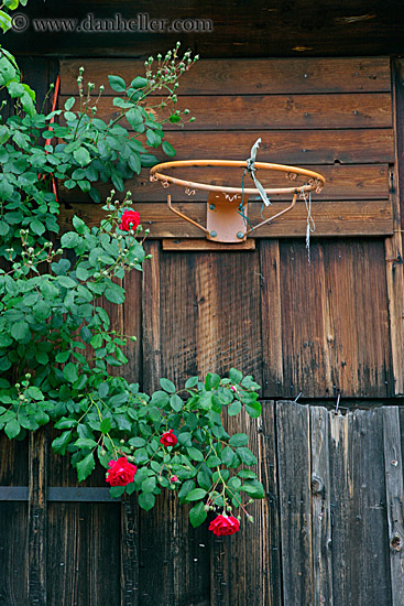 basketball-hoop-n-flowers.jpg