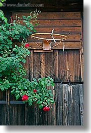 basketball, europe, flowers, hoop, slovenia, styria, vertical, photograph