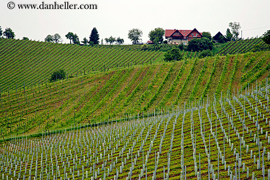 foggy-vineyard-n-houses-1.jpg