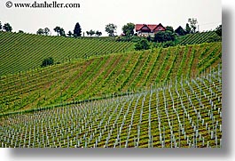 europe, foggy, horizontal, houses, slovenia, styria, vineyards, photograph