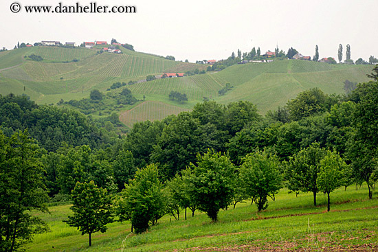 foggy-vineyard-n-houses-2.jpg