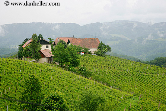 foggy-vineyard-n-houses-3.jpg