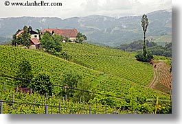europe, foggy, horizontal, houses, slovenia, styria, vineyards, photograph