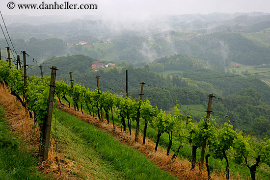 foggy-vineyard-n-houses-5.jpg