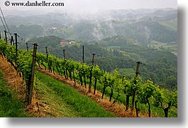 europe, foggy, horizontal, houses, slovenia, styria, vineyards, photograph