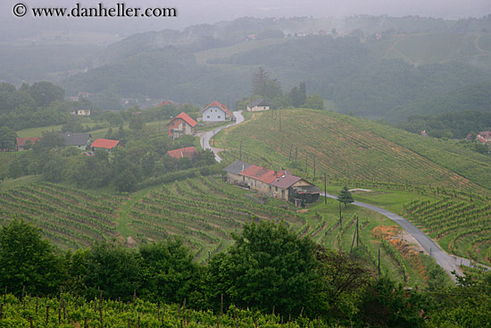 foggy-vineyard-n-houses-7.jpg