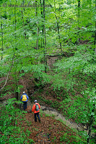 hikers-in-lush-forest.jpg