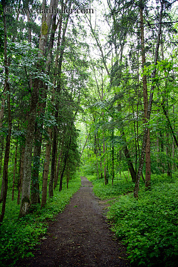 lush-green-tree-path.jpg
