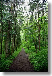 europe, green, lush, paths, slovenia, styria, trees, vertical, photograph