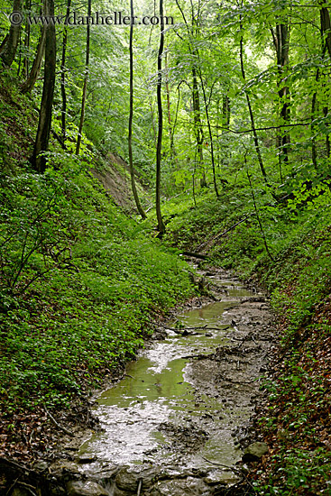 muddy-stream-in-forest.jpg