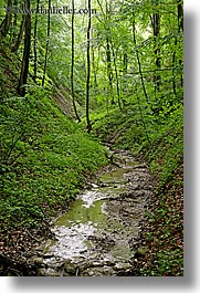 europe, forests, lush, muddy, slovenia, stream, styria, vertical, photograph