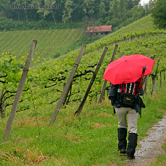 red-umbrella-n-vineyard-1.jpg