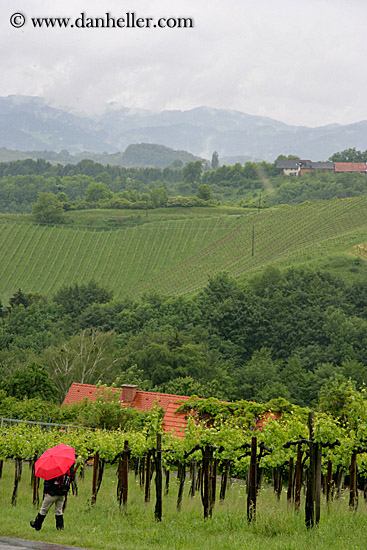 red-umbrella-n-vineyard-2.jpg