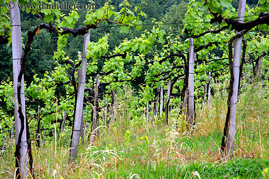 vineyard-1.jpg