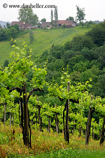 vineyard-2.jpg