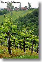 europe, slovenia, styria, vertical, vineyards, photograph