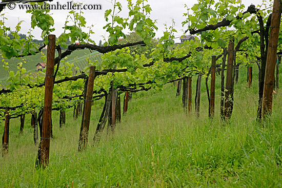 vineyard-4.jpg