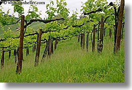 europe, horizontal, slovenia, styria, vineyards, photograph