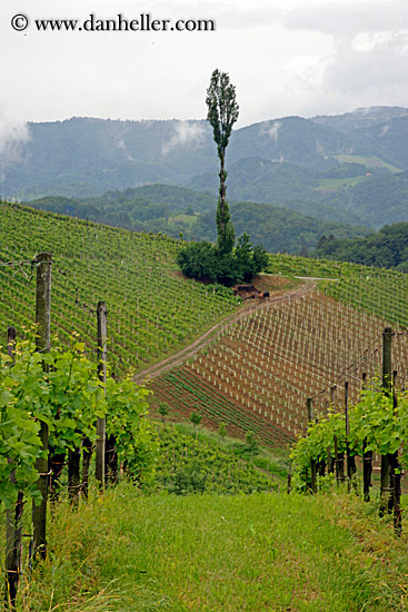 vineyard-5.jpg