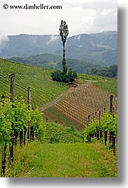 europe, slovenia, styria, vertical, vineyards, photograph