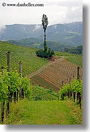 europe, slovenia, styria, vertical, vineyards, photograph
