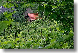 europe, horizontal, houses, slovenia, styria, vineyards, photograph