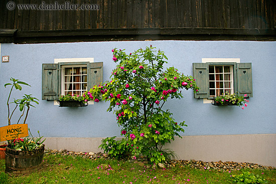 windows-n-flower-tree.jpg
