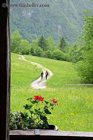 geraniums-n-dirt-road-hikers.jpg