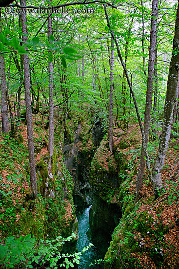 river-gorge-in-lush-forest.jpg