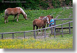 clark, europe, fences, groups, horizontal, horses, james, men, patty, slovenia, photograph
