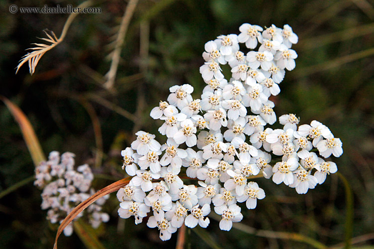 small-white-flowers.jpg