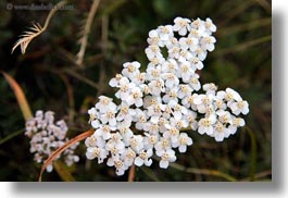 aiguestortes hike, europe, flowers, horizontal, small, spain, white, photograph