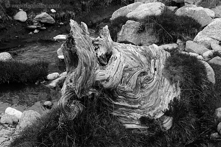 twisty-wood-log-bw.jpg