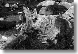 aiguestortes hike, black and white, europe, horizontal, logs, spain, twisty, woods, photograph