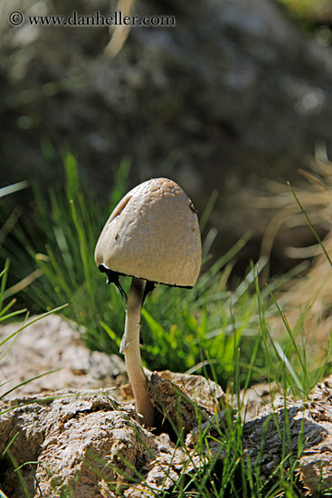 mushroom.jpg