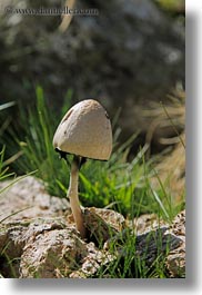aiguestortes hike, europe, mushrooms, spain, vertical, photograph