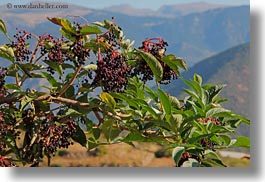 ansovell, berries, europe, horizontal, spain, photograph